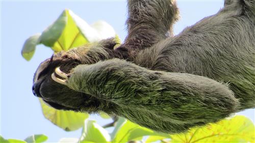 sloth in Costa Rica 